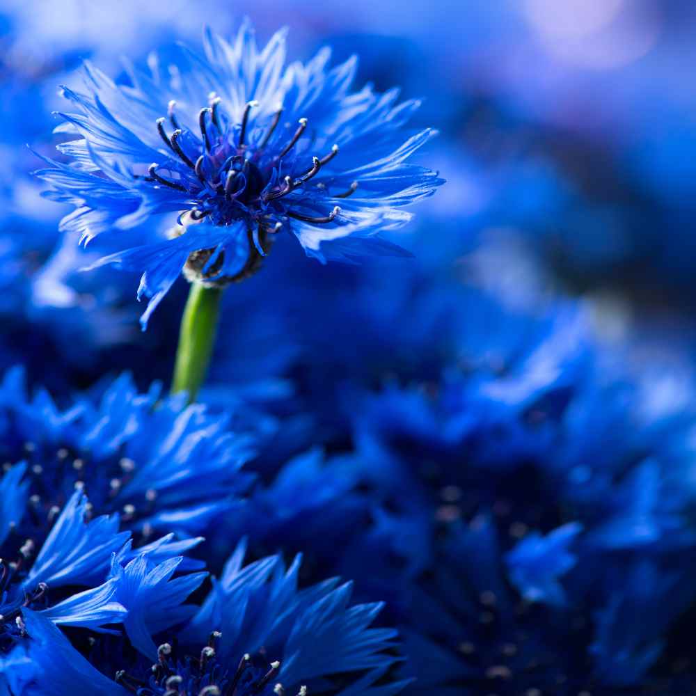 Cornflower Wildflower Meadow Bloom Flower Seeds