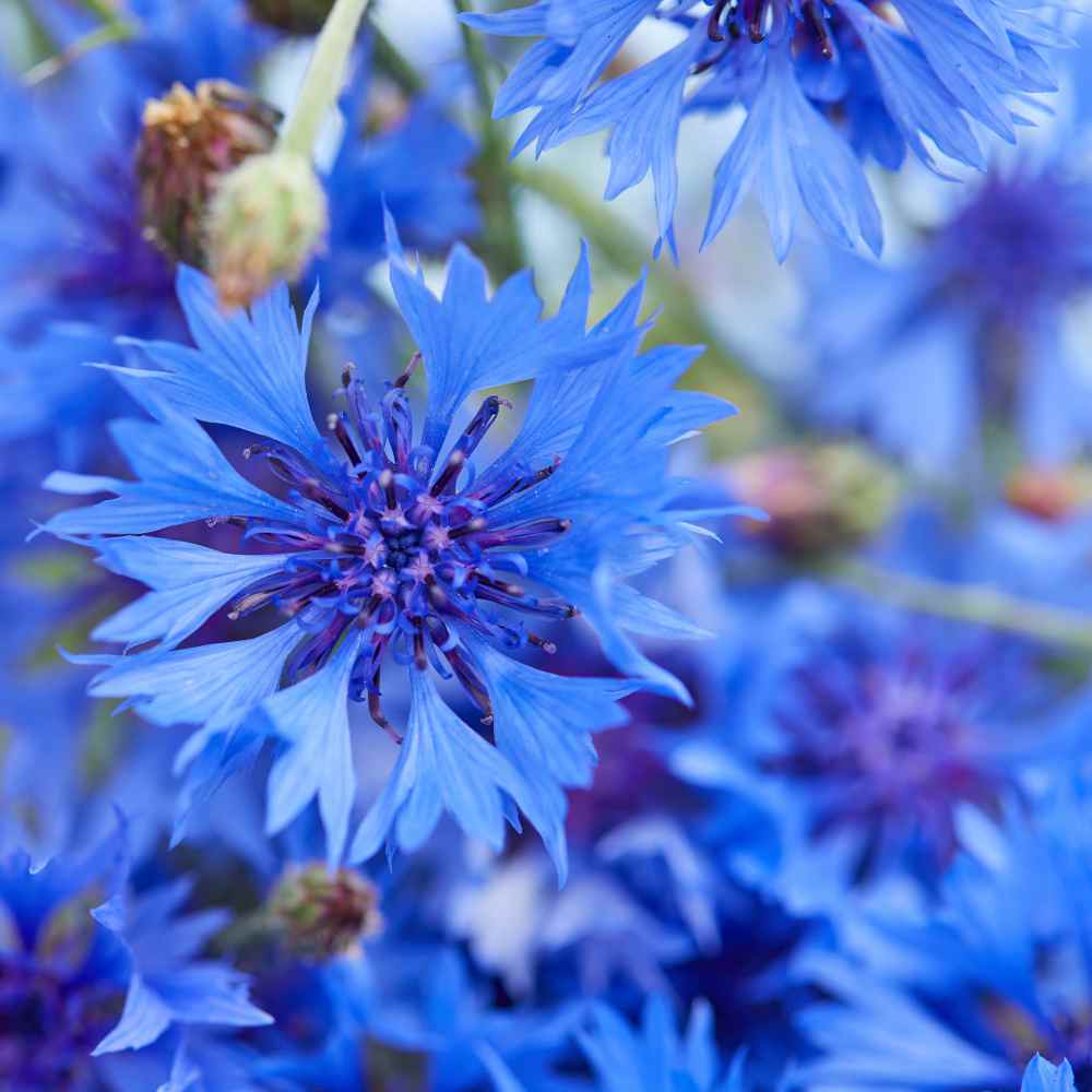 Cornflower Wildflower Meadow Bloom Flower Seeds