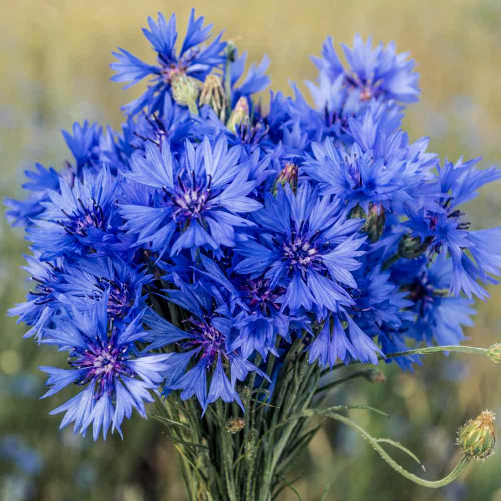 Cornflower Wildflower Meadow Bloom Flower Seeds