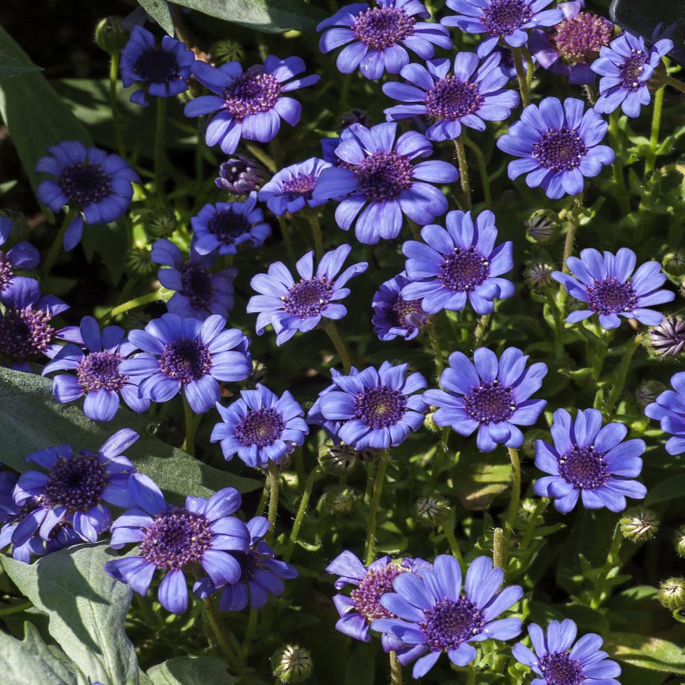 Blue Daisy Perennial Wildflower Seeds