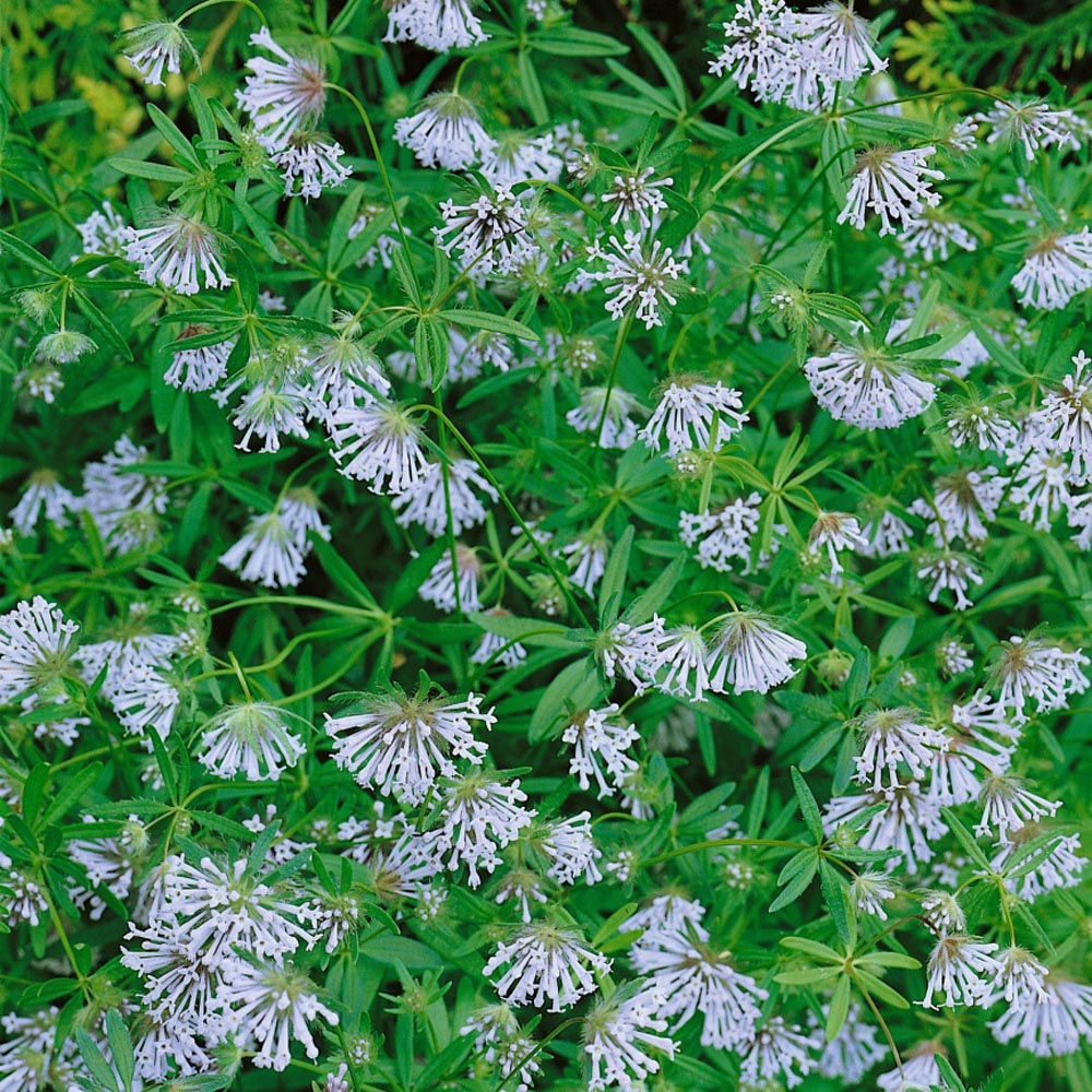 Blue Woodruff Cloud Nine