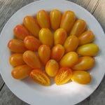 Blush Bi - Color Tomato Solanum lycopersicum vegetable seeds for planting in vertical garden spaces - Dharaseeds