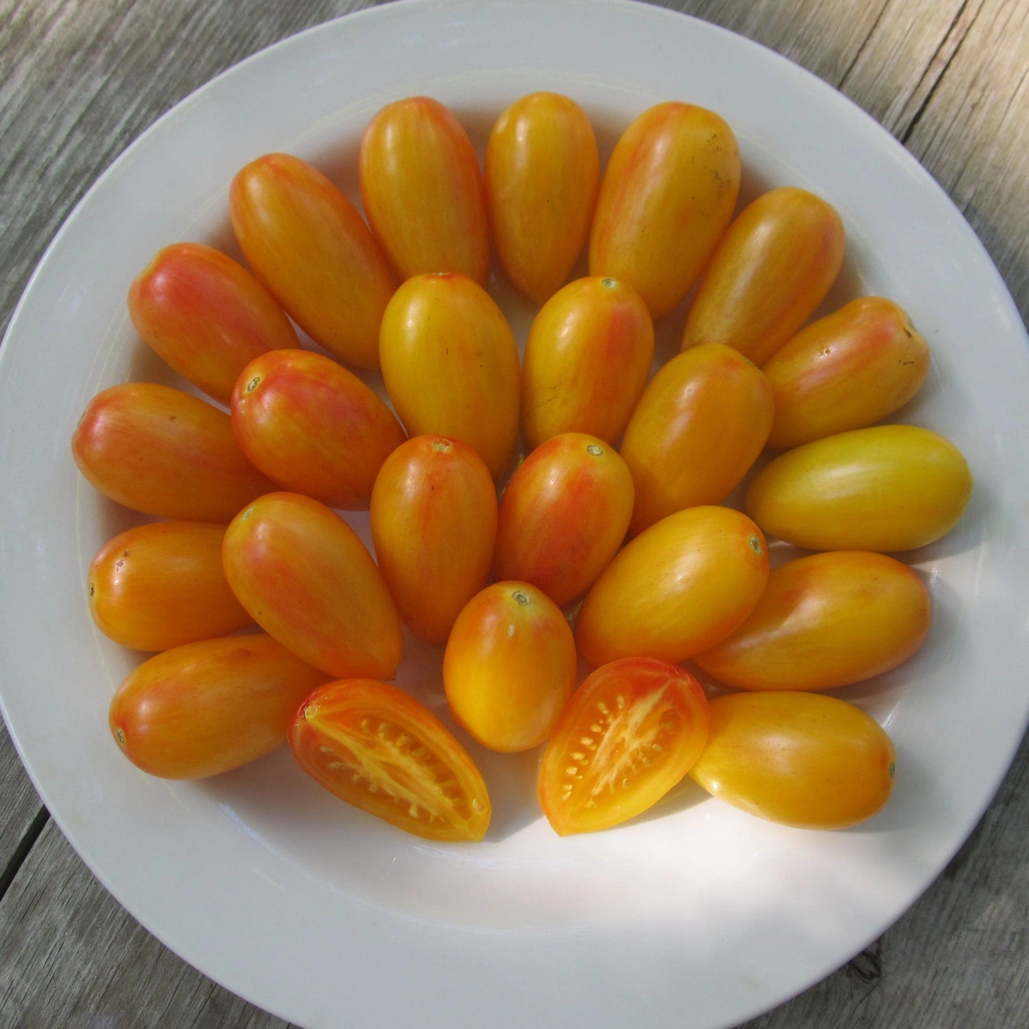 Blush Bi - Color Tomato Solanum lycopersicum vegetable seeds for planting in vertical garden spaces - Dharaseeds