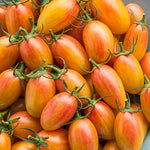 Blush Bi - Color Tomato Solanum lycopersicum vegetable seeds for planting in vertical garden spaces - Dharaseeds