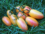 Blush Bi - Color Tomato Solanum lycopersicum vegetable seeds for planting in vertical garden spaces - Dharaseeds