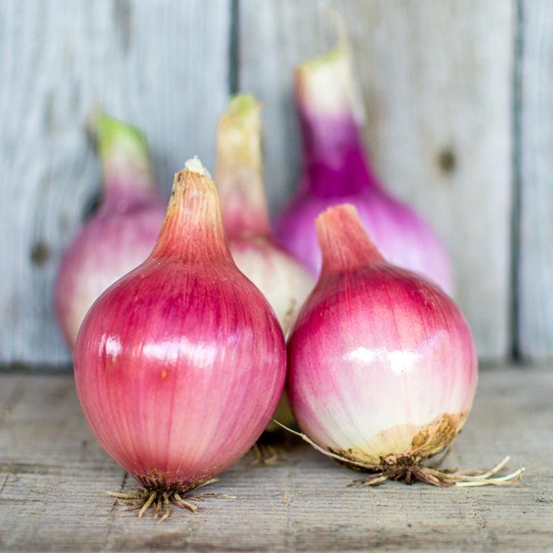 Onion Blush Allium cepa vegetable seeds for planting in home garden or raised beds