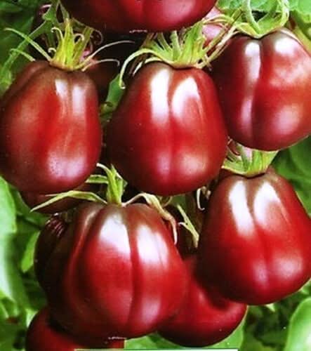 Truffle Black Tomato Solanum lycopersicum for planting in home garden