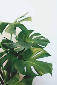 Boho Plant Seeds for Planting - 100 Pcs pcs - Dharaseeds