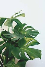 Boho Plant Seeds for Planting - 100 Pcs pcs - Dharaseeds