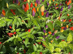 Bolivian Rainbow Pepper Capsicum annuum vegetable seeds for planting in backyard garden beds - Dharaseeds