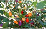 Bolivian Rainbow Pepper Capsicum annuum vegetable seeds for planting in colorful kitchen gardens - Dharaseeds