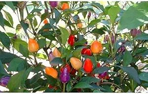 Bolivian Rainbow Pepper Capsicum annuum vegetable seeds for planting in colorful kitchen gardens - Dharaseeds