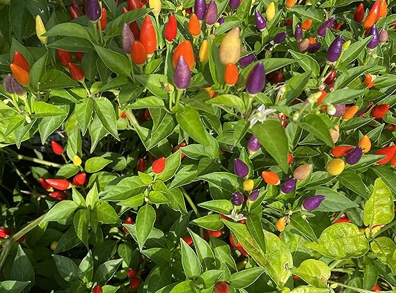 Bolivian Rainbow Pepper Capsicum annuum vegetable seeds for planting in colorful kitchen gardens - Dharaseeds