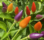 Bolivian Rainbow Pepper Capsicum annuum vegetable seeds for planting in colorful kitchen gardens - Dharaseeds