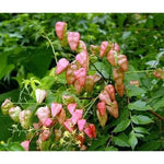 Red Koelreuteria Flower Seeds for Planting - NON GMO Seeds Dhara Seeds