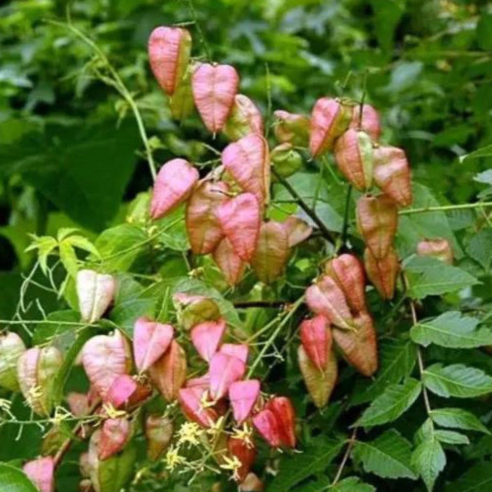 Red Koelreuteria Flower Seeds for Planting - NON GMO Seeds seeds for planting in home garden