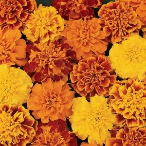 French Marigold Bonanza Imported heirloom non-gmo garden seeds