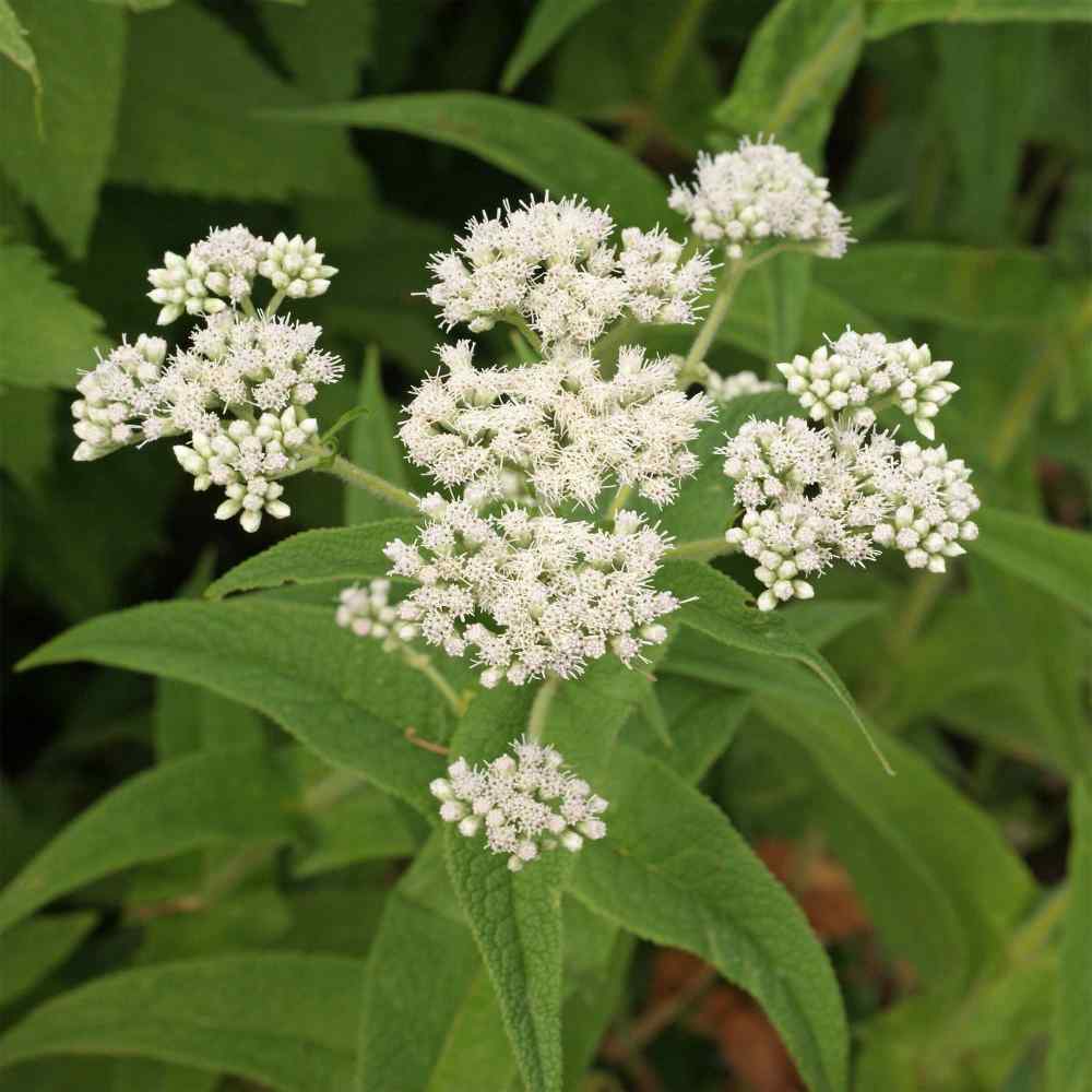 Eupatorium Boneset Medicinal Herb Plant Seeds