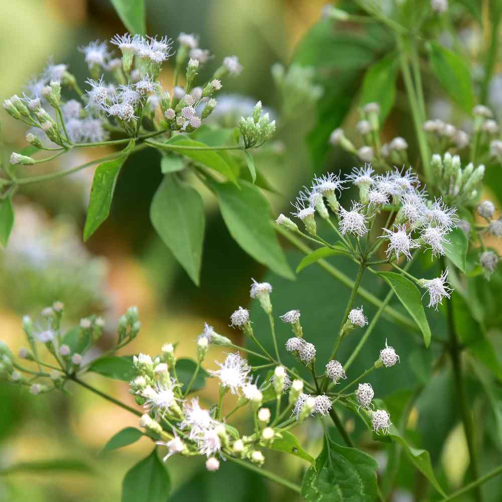 Eupatorium Boneset Medicinal Herb Plant Seeds