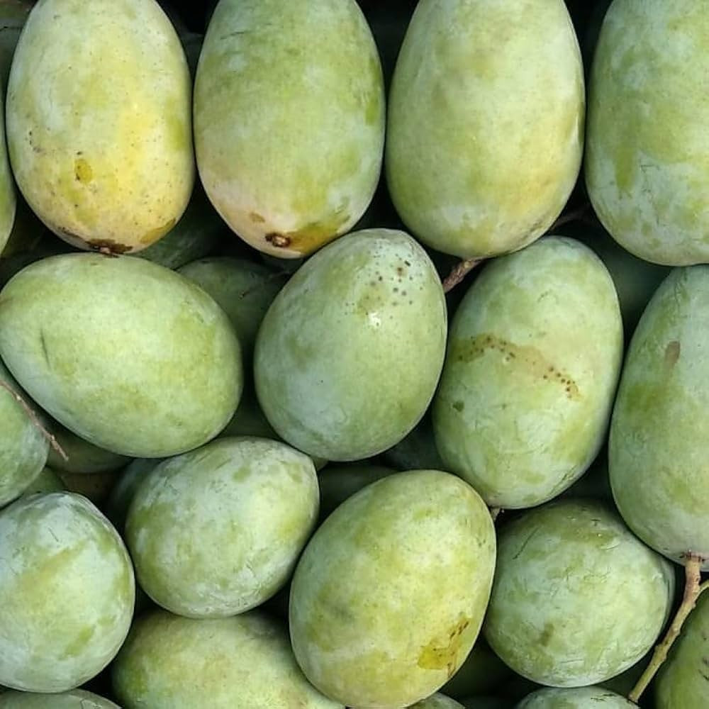 Langra Mango (Mangifera indica)