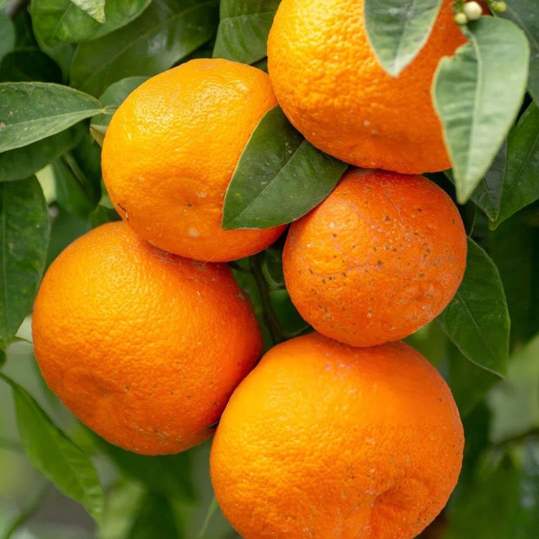 Bonsai citrus seeds compact orange plant for home gardening