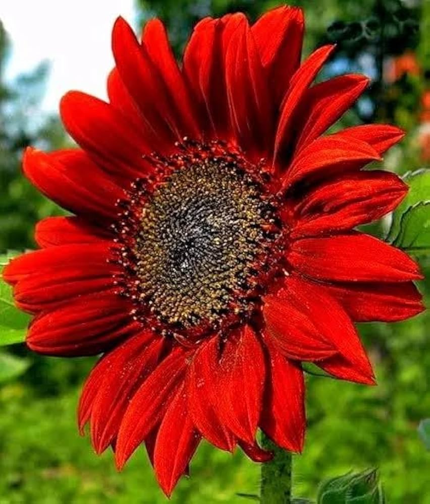 Bonsai Fortune Sunflower Seeds – Miniature Sunflowers for Compact Garden Spaces - Dharaseeds