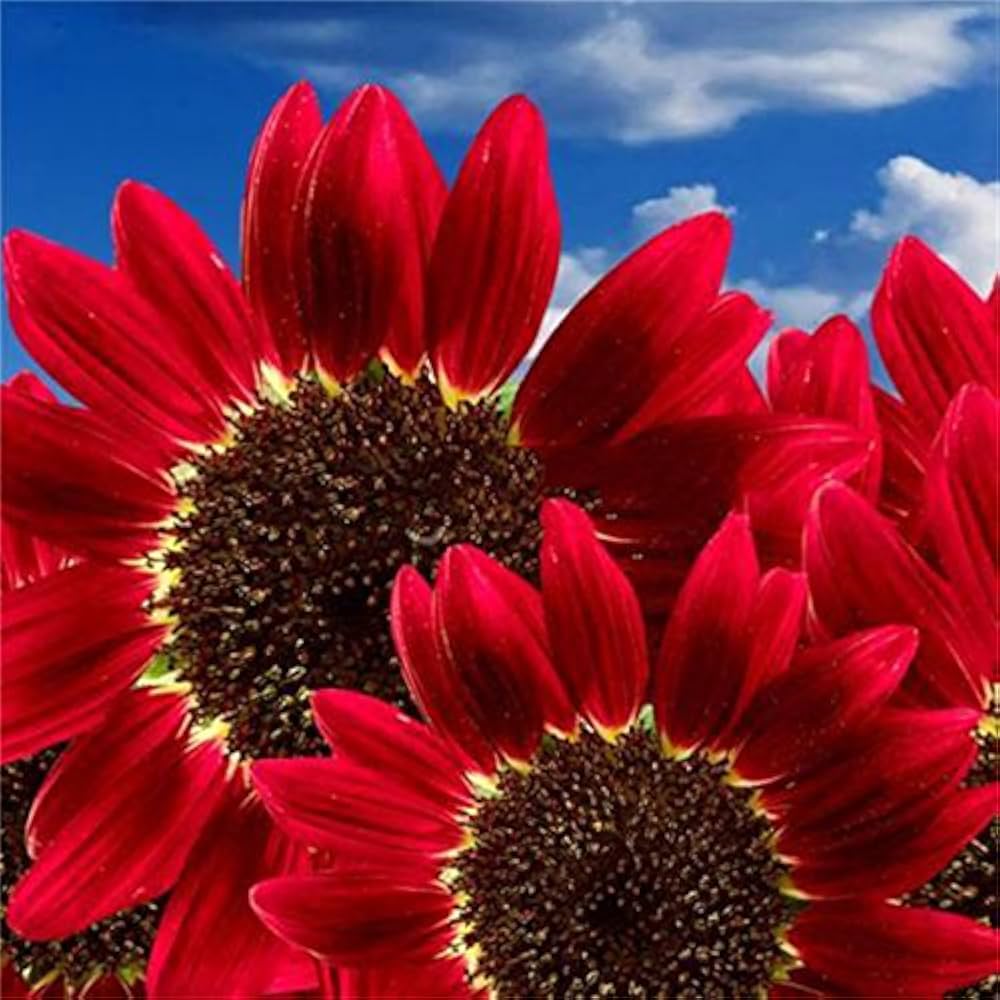 Bonsai Fortune Sunflower Seeds – Miniature Sunflowers for Compact Garden Spaces - Dharaseeds