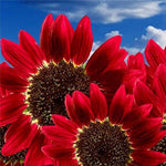 Bonsai Fortune Sunflower Seeds – Miniature Sunflowers for Compact Garden Spaces - Dharaseeds