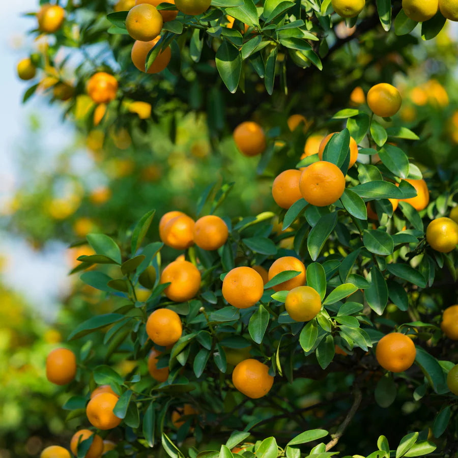 bonsai fruit tree seeds for indoor growing and container gardening