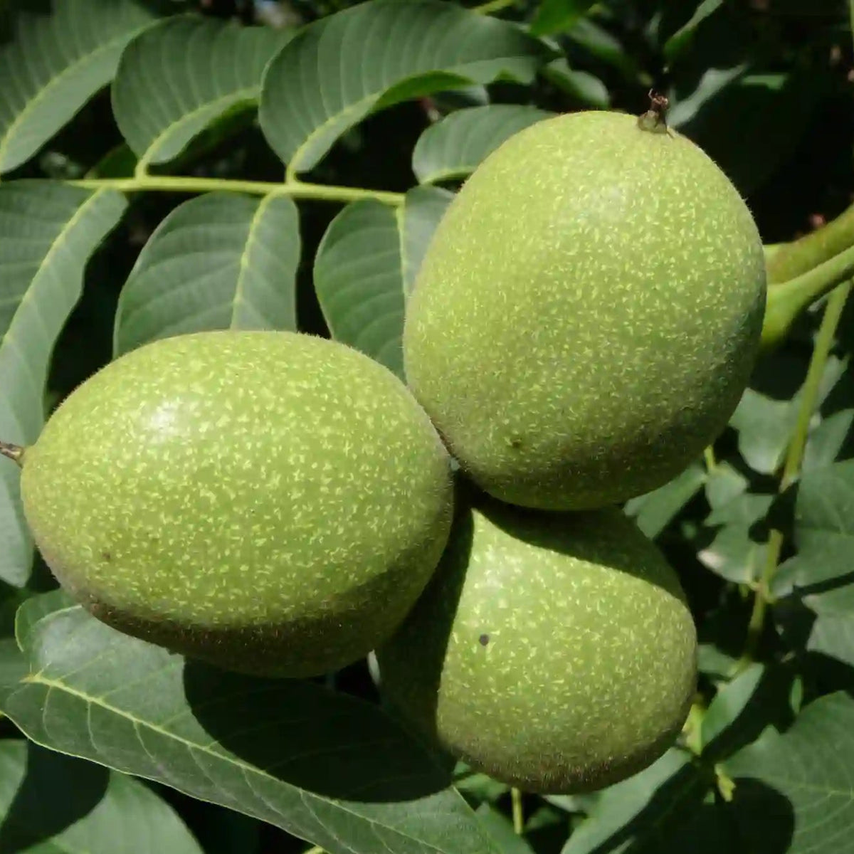 Walnut bonsai seedling growing in pot