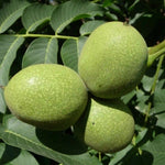 Walnut bonsai seedling growing in pot