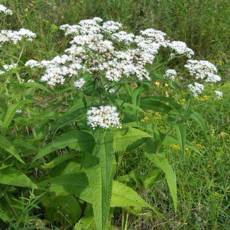 Boneset Eupatorium Perfoliatum Tall White Thoroughwort Flower Seeds for Planting