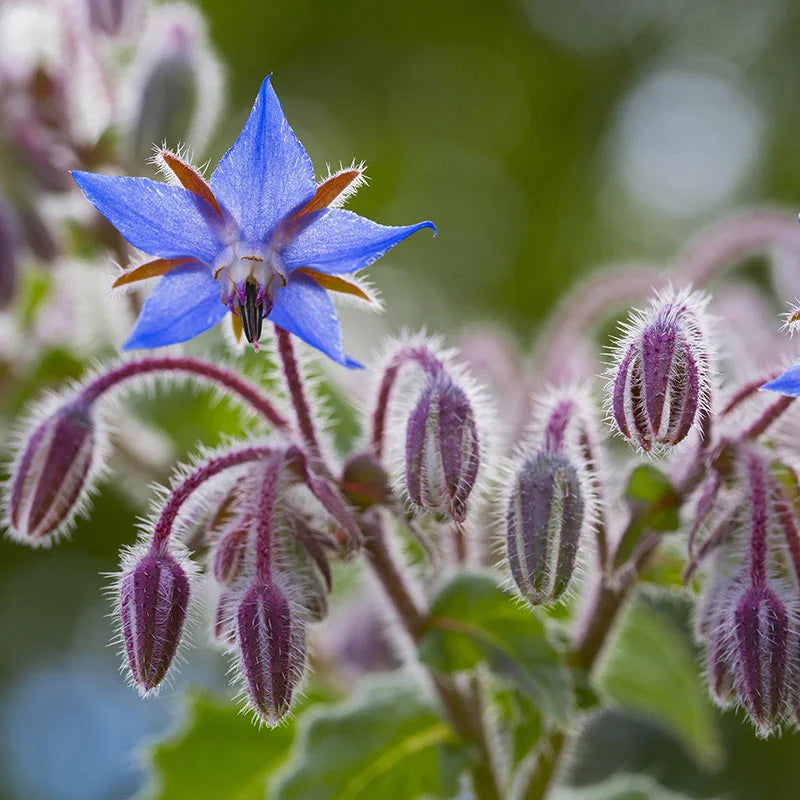 Borage Borago officinalis Flowering Seeds For Planting