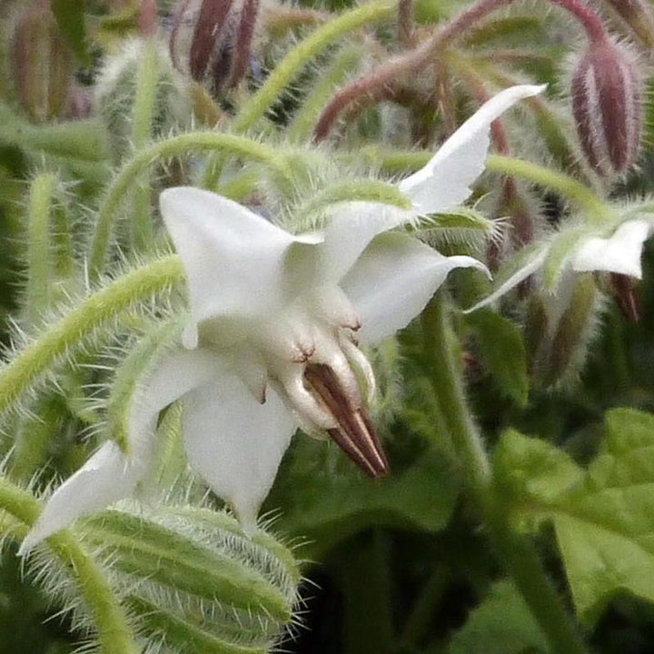 Borage White Seeds for Planting – Organic, Heirloom, Non-GMO Flower & Herb Seeds