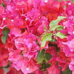 Bougainvillea Bougainvillea spectabilis flower seeds for planting in home garden climbers - Dharaseeds