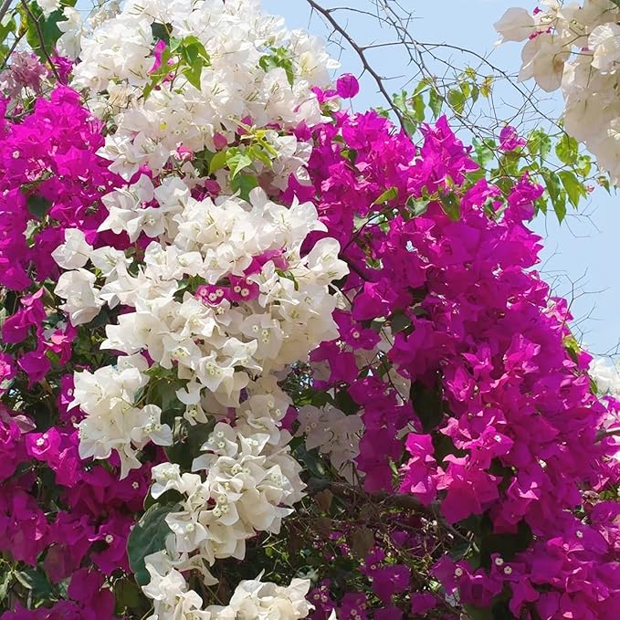 Bougainvillea Bougainvillea spectabilis flower seeds for planting in home garden climbers - Dharaseeds