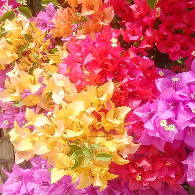 Bougainvillea Bougainvillea spectabilis flower seeds for planting in home garden climbers - Dharaseeds