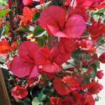 red-bougainvillea-vine-seeds-non-gmo

