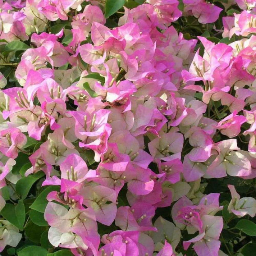 Pink White Hepatica Seeds for Planting – Organic, Heirloom, Non-GMO Flower Seeds