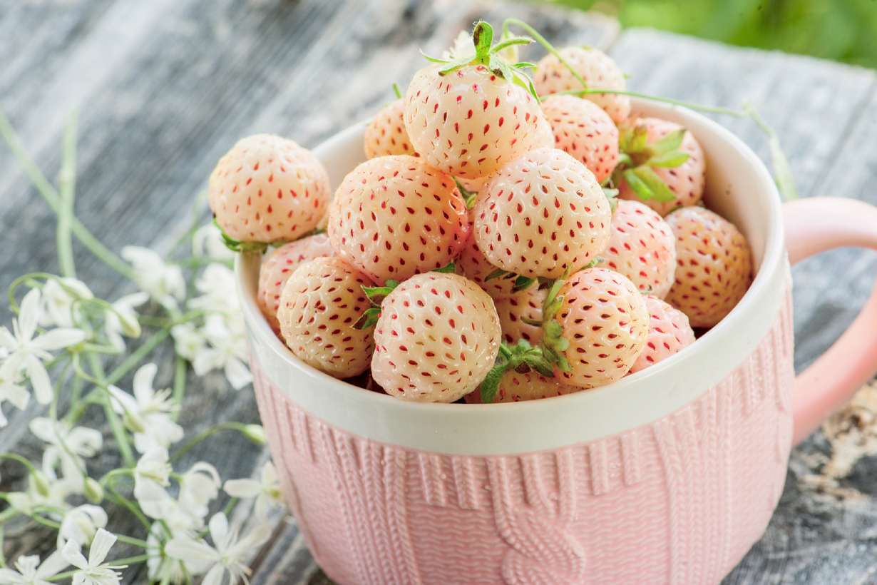 Pineberry (Fragaria × ananassa) – White Strawberry with Pineapple Flavor