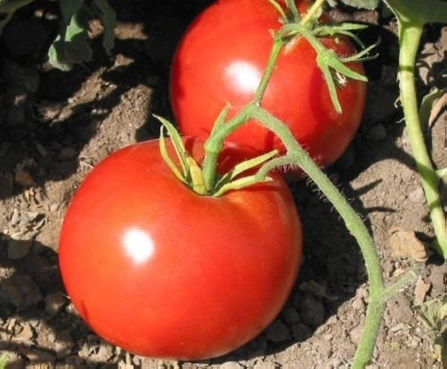 Boxcar Willie Mid - Season Tomato Seeds – Rich Flavor & Heavy Production - Dharaseeds