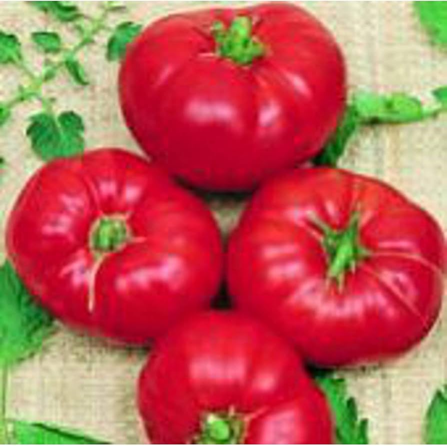 Boxcar Willie tomato seeds Lycopersicon lycopersicum for classic heirloom gardening - Dharaseeds