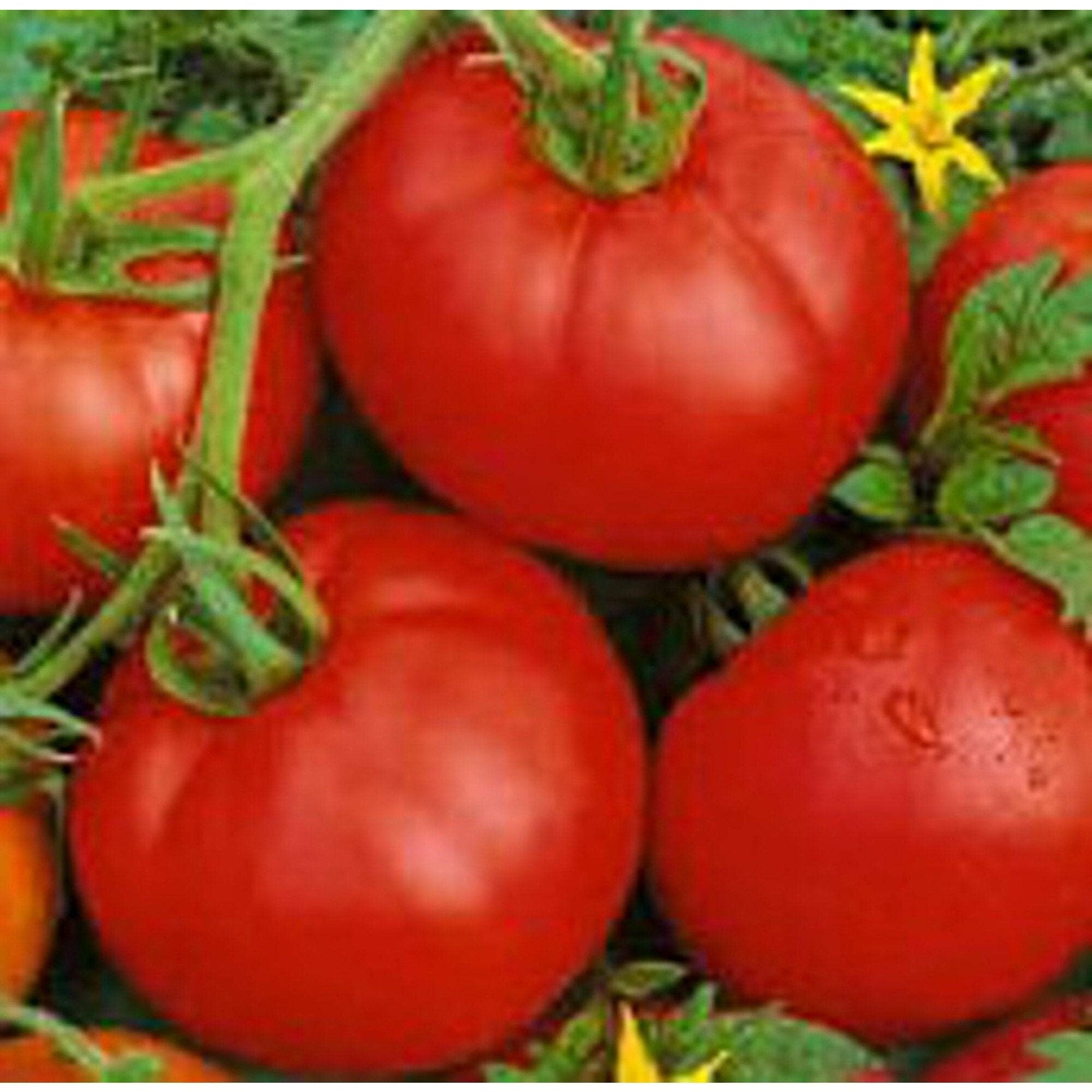Boxcar Willie tomato seeds Lycopersicon lycopersicum for classic heirloom gardening - Dharaseeds