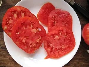 Boxcar Willie Tomato Solanum lycopersicum vegetable seeds for planting in backyard kitchen garden - Dharaseeds
