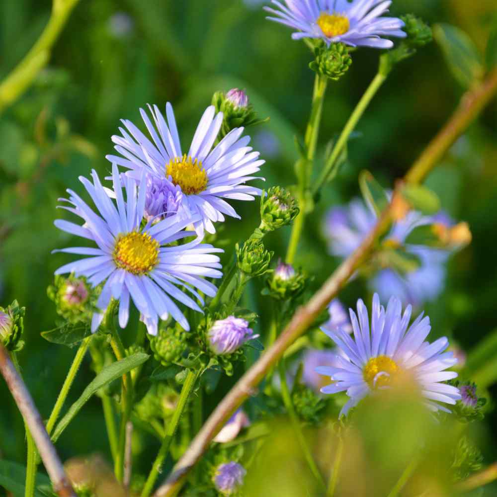 Brachycome Blue Fragrant Flower Seeds