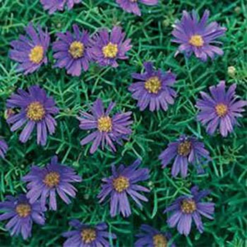 Brachycome Blue Fragrant Flower Seeds