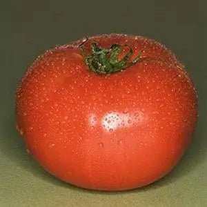 Bradley Tomato Solanum lycopersicum vegetable seeds for late season planting in home gardens - Dharaseeds