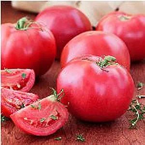 Bradley Tomato Solanum lycopersicum vegetable seeds for late season planting in home gardens - Dharaseeds