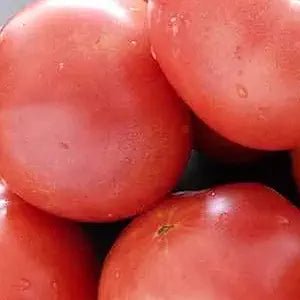 Bradley Tomato Solanum lycopersicum vegetable seeds for late season planting in home gardens - Dharaseeds