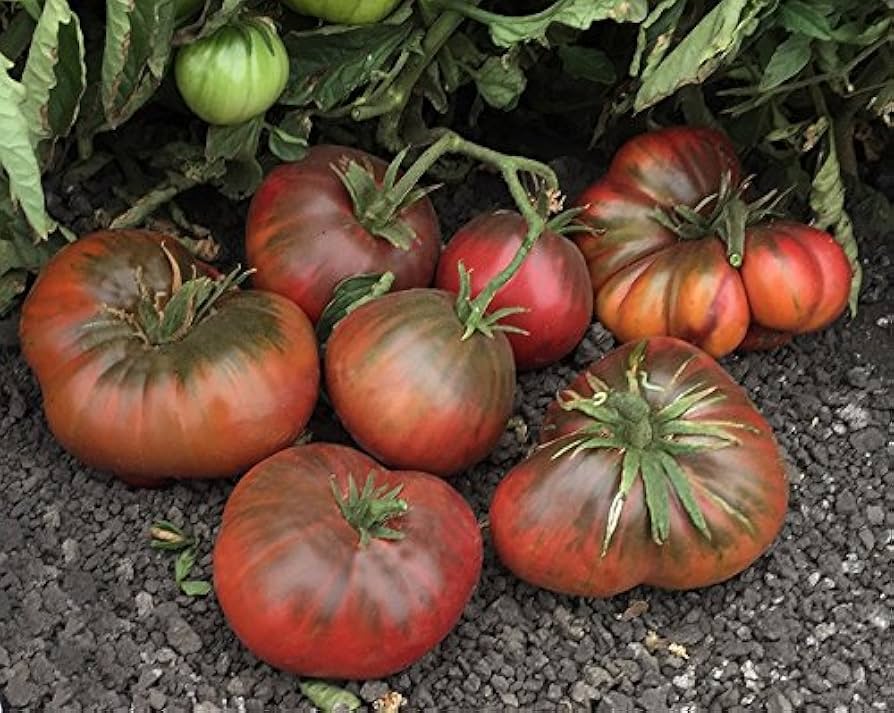 Brandywine Black tomato seeds for planting deep - colored rich heirloom tomatoes - Dharaseeds
